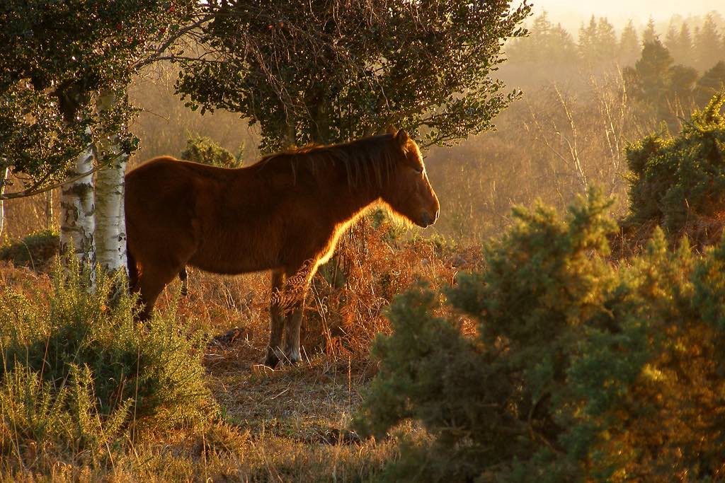 New Forest ponies