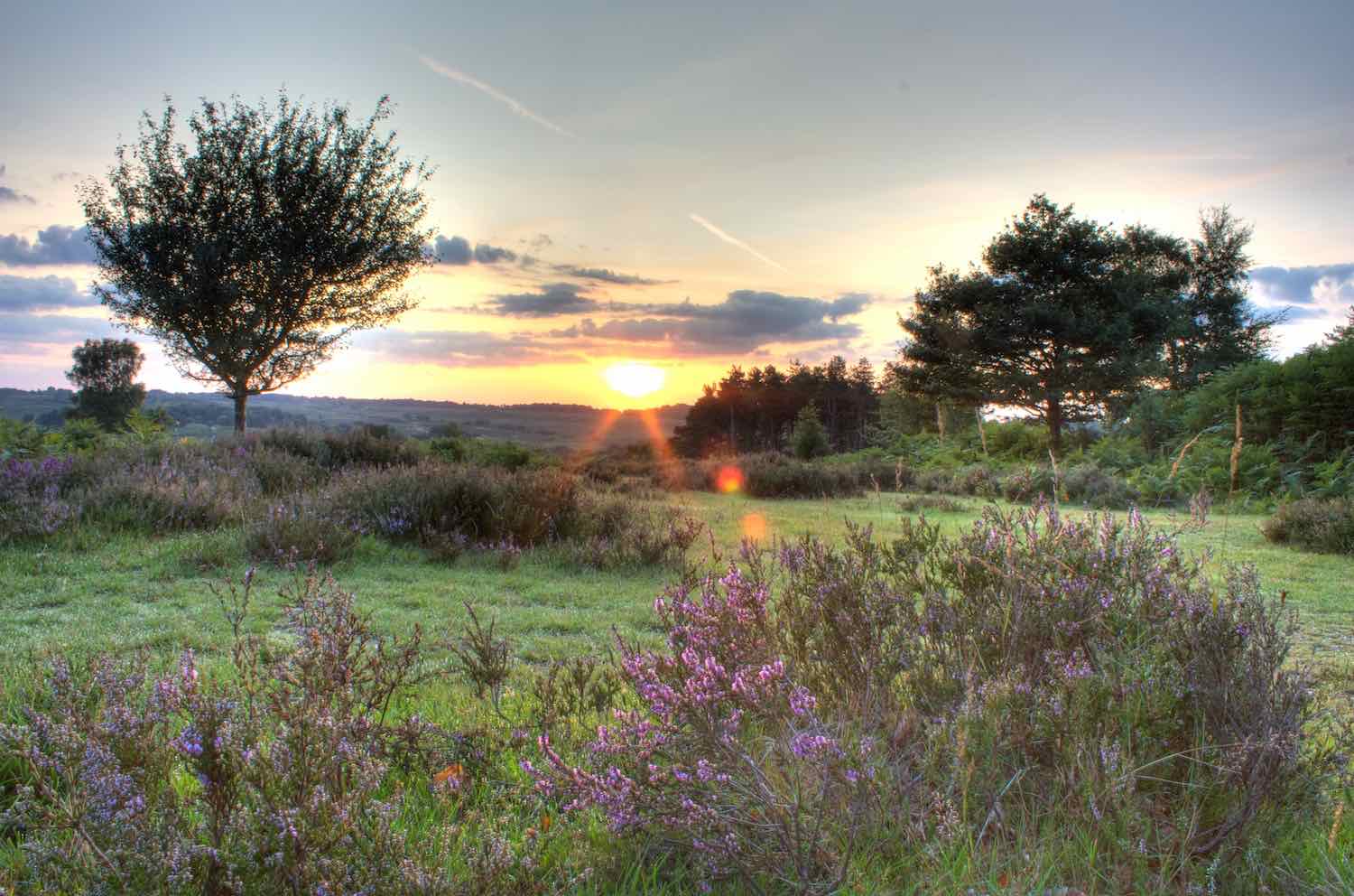 Explore the New Forest